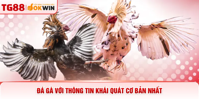 Đá gà với thông tin khái quát cơ bản nhất