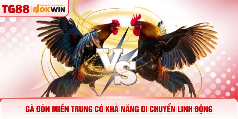 Gà đòn miền Trung có khả năng di chuyển linh động