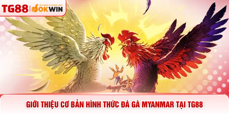 Giới thiệu cơ bản hình thức đá gà Myanmar tại TG88