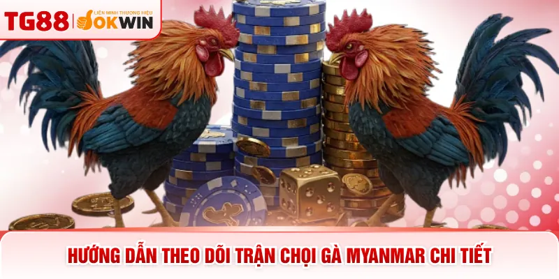 Hướng dẫn theo dõi trận chọi gà Myanmar chi tiết