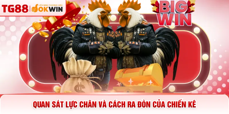 Quan sát lực chân và cách ra đòn của chiến kê
