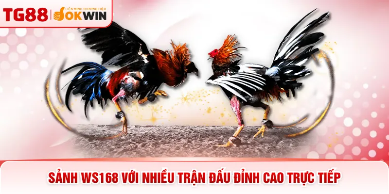 Sảnh WS168 với nhiều trận đấu đỉnh cao trực tiếp