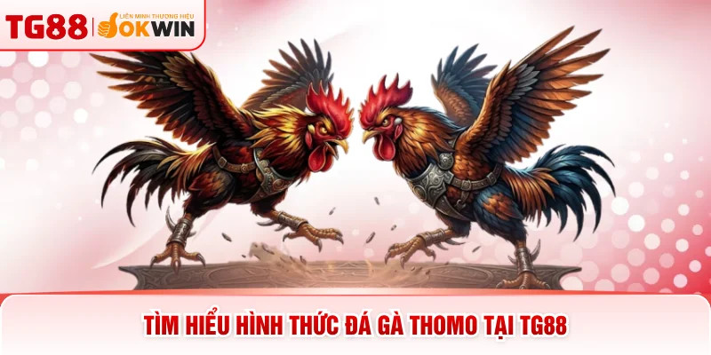 Tìm hiểu hình thức đá gà Thomo tại TG88
